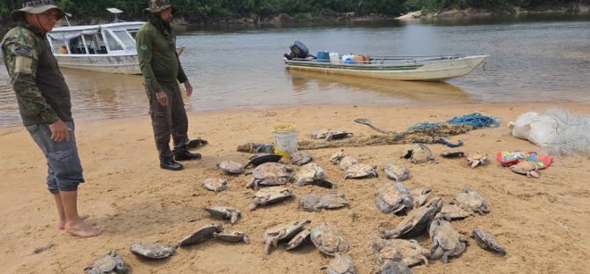 O Instituto Brasileiro do Meio Ambiente e dos Recursos Naturais Renováveis (IBAMA), em parceria com o Instituto Chico Mendes de Conservação da Biodiversidade (ICMBio) e a Fundação Nacional dos Povos Indígenas (Funai), concluiu uma ampla operação conjunta de monitoramento e fiscalização ambiental em áreas estratégicas do Amazonas.